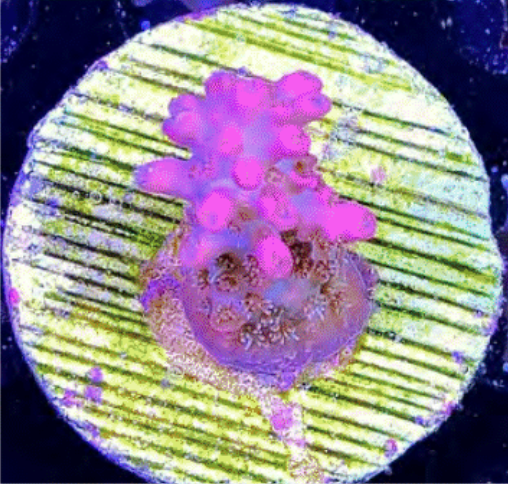 SPS Frags [Aquacultured]