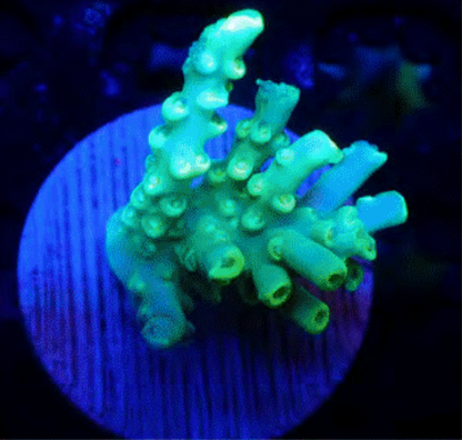 SPS Frags [Aquacultured]