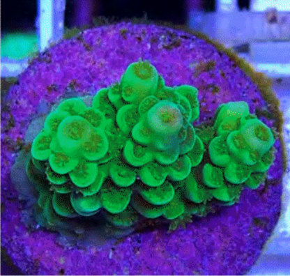 SPS Frags [Aquacultured]