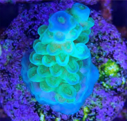 SPS Frags [Aquacultured]