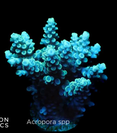 WYSIWYG Acropora Teal/Blue (SPS)