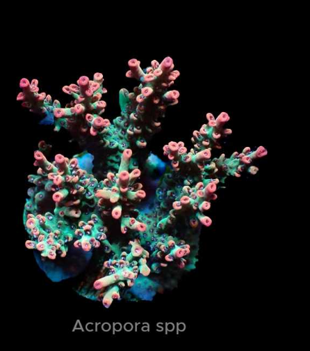 WYSIWYG Acropora Strawberry Shortcake (SPS)