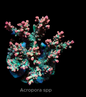 WYSIWYG Acropora Strawberry Shortcake (SPS)