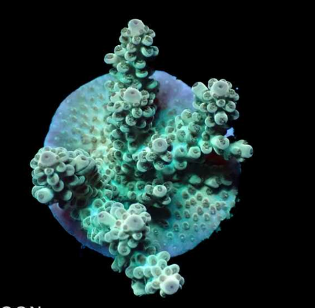 WYSIWYG Acropora Green/Teal (SPS)