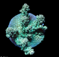 WYSIWYG Acropora Green/Teal (SPS)