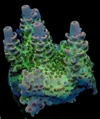 WYSIWYG Acropora Green/Purple (SPS)