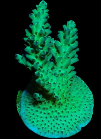 WYSIWYG Acropora Green Purple Polyp (SPS)