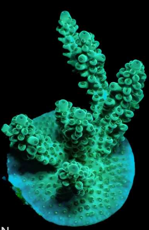 WYSIWYG Acropora Green (SPS)