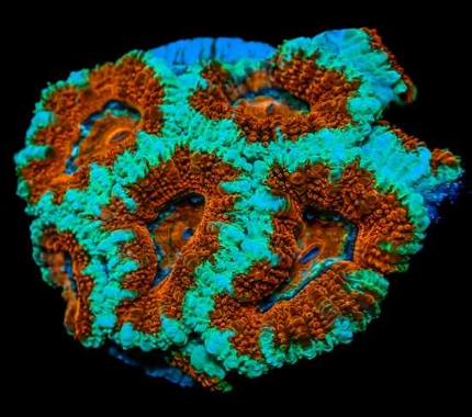 WYSIWYG Acanthestrea lordhowensis Teal & Red (LPS)
