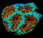 WYSIWYG Acanthestrea lordhowensis Teal & Red (LPS)
