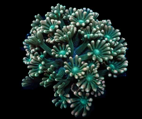 WYSIWYG Alveopora sp. Green Gold (LPS)