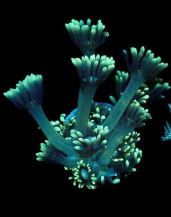Flower Pot Corals (Goniopora, Alveopora, Bernardpora sp.)