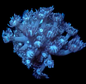 Flower Pot Corals (Goniopora, Alveopora, Bernardpora sp.)