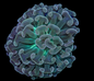 Hammer Coral - Walling (Euphyllia ancora)