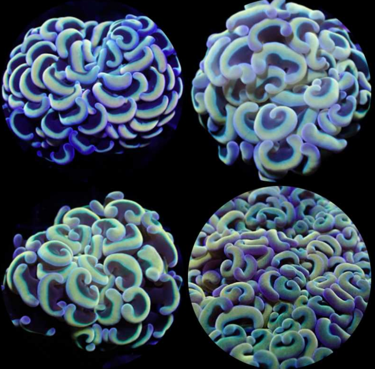 Hammer Coral - Walling (Euphyllia ancora)