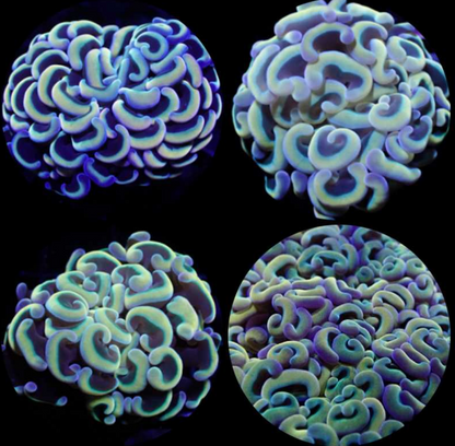 Hammer Coral - Walling (Euphyllia ancora)