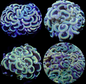 Hammer Coral - Walling (Euphyllia ancora)