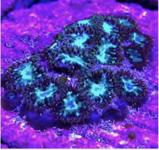 Zoanthid [Aquacultured]