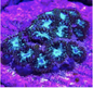 Zoanthid [Aquacultured]
