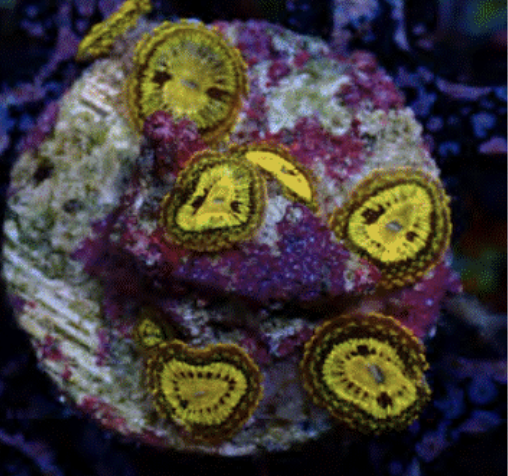 Zoanthid [Aquacultured]