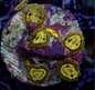 Zoanthid [Aquacultured]