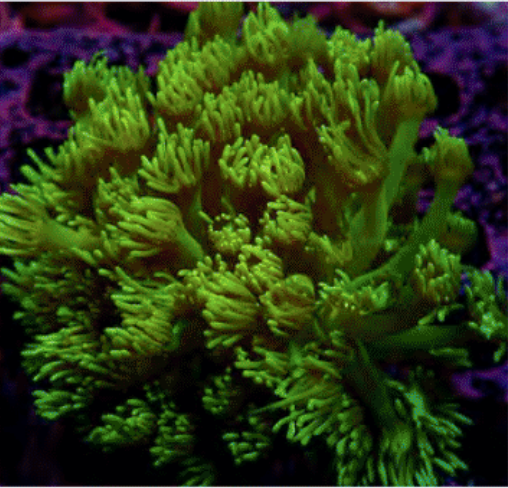 Flower Pot Corals (Goniopora, Alveopora, Bernardpora sp.)