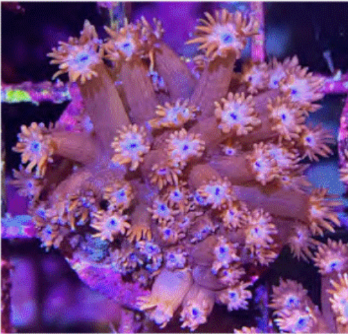 Flower Pot Corals (Goniopora, Alveopora, Bernardpora sp.)
