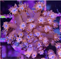 Flower Pot Corals (Goniopora, Alveopora, Bernardpora sp.)