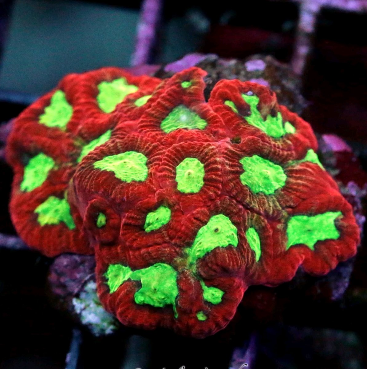 Moon Corals (Favia, Favites, Moseleyi sp.)