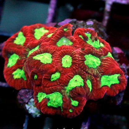Moon Corals (Favia, Favites, Moseleyi sp.)