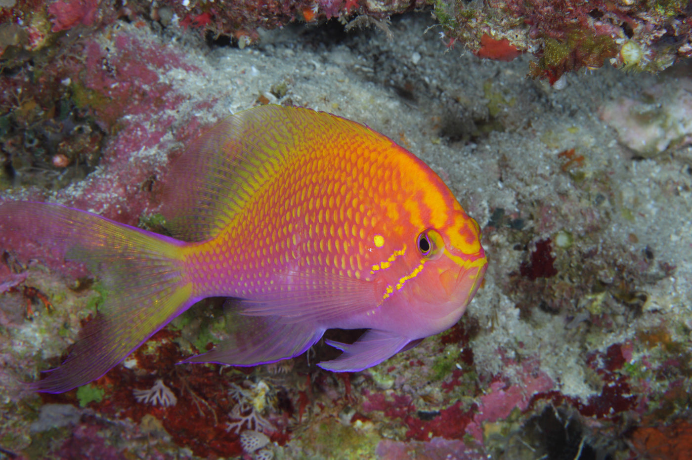 Anthias Sunburst "Rare"