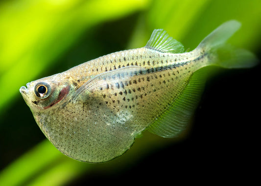 Hatchetfish - Silver (Gasteropelecus Sternicla)