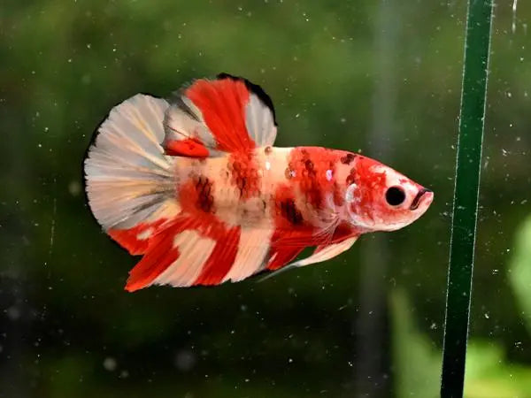 Betta PKHM Koi Male - Assorted