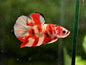 Betta PKHM Koi Male - Assorted