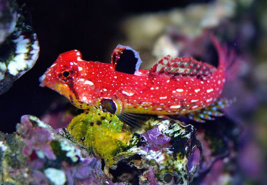 Dragonet - Scooter Ruby "Very Rare"