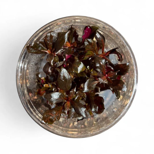 TC Alternanthera reineckii 'Rosenavig