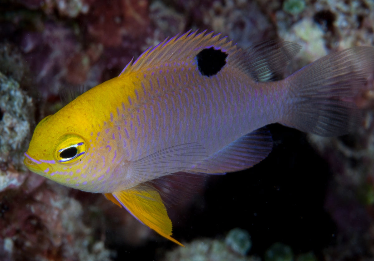Talbot Fish Damselfish - Talbot's (Chrysiptera talboti) – Aquarium Gallery