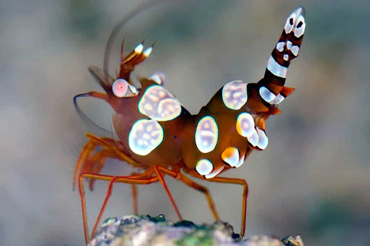 Anemone Shrimp Sexy (Rare)