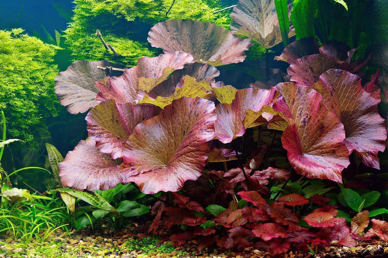 Red Tiger Lotus
