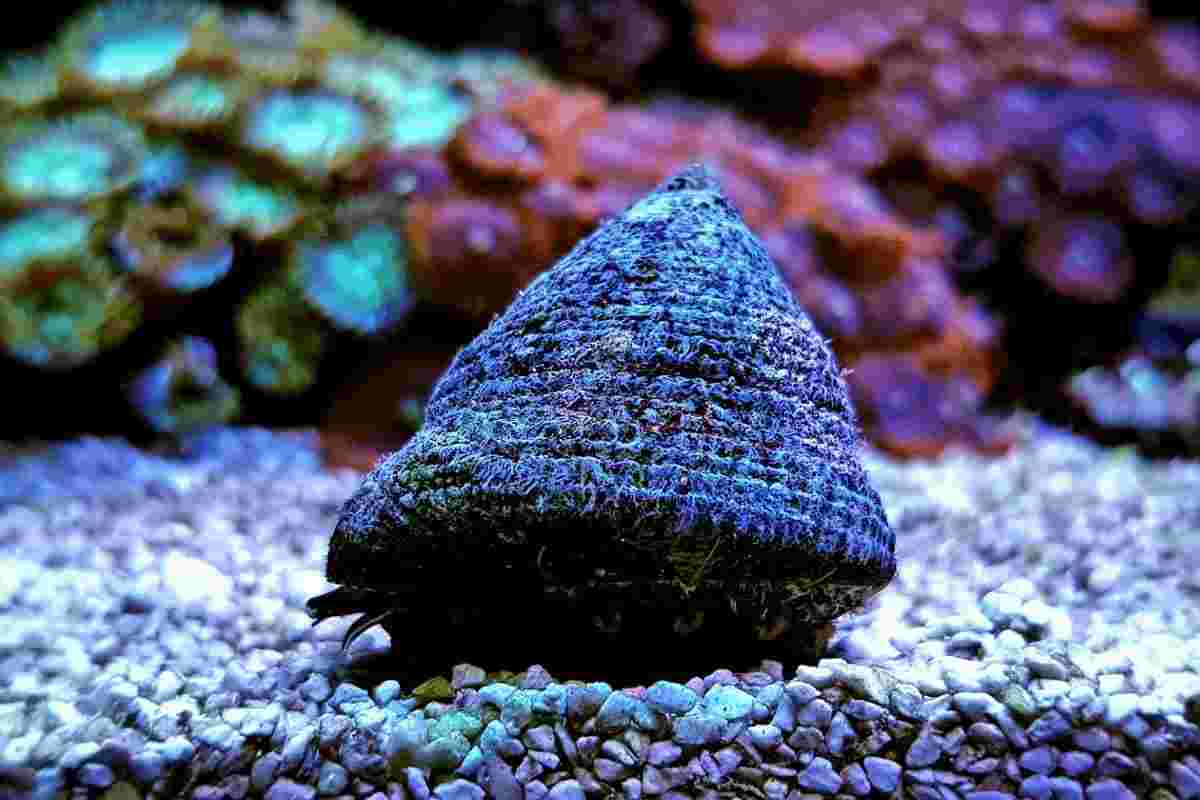 Snail Trochus/Astrea assort sp./Sizes