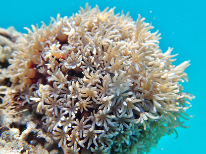 Pipe Organ Coral (Tubipora musica)