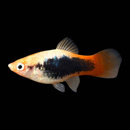 Platy Tuxedo - various
