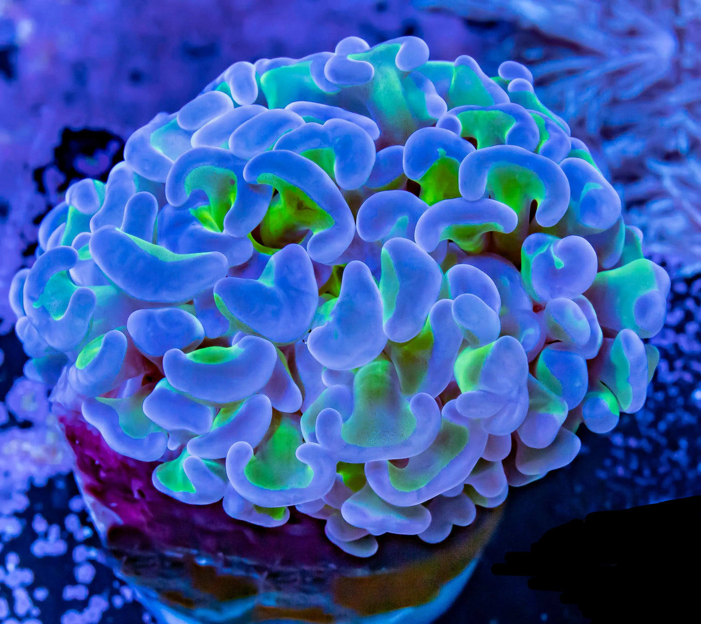 Hammer Coral - Branching (Euphyllia paraancora)