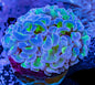 Hammer Coral - Branching (Euphyllia paraancora)