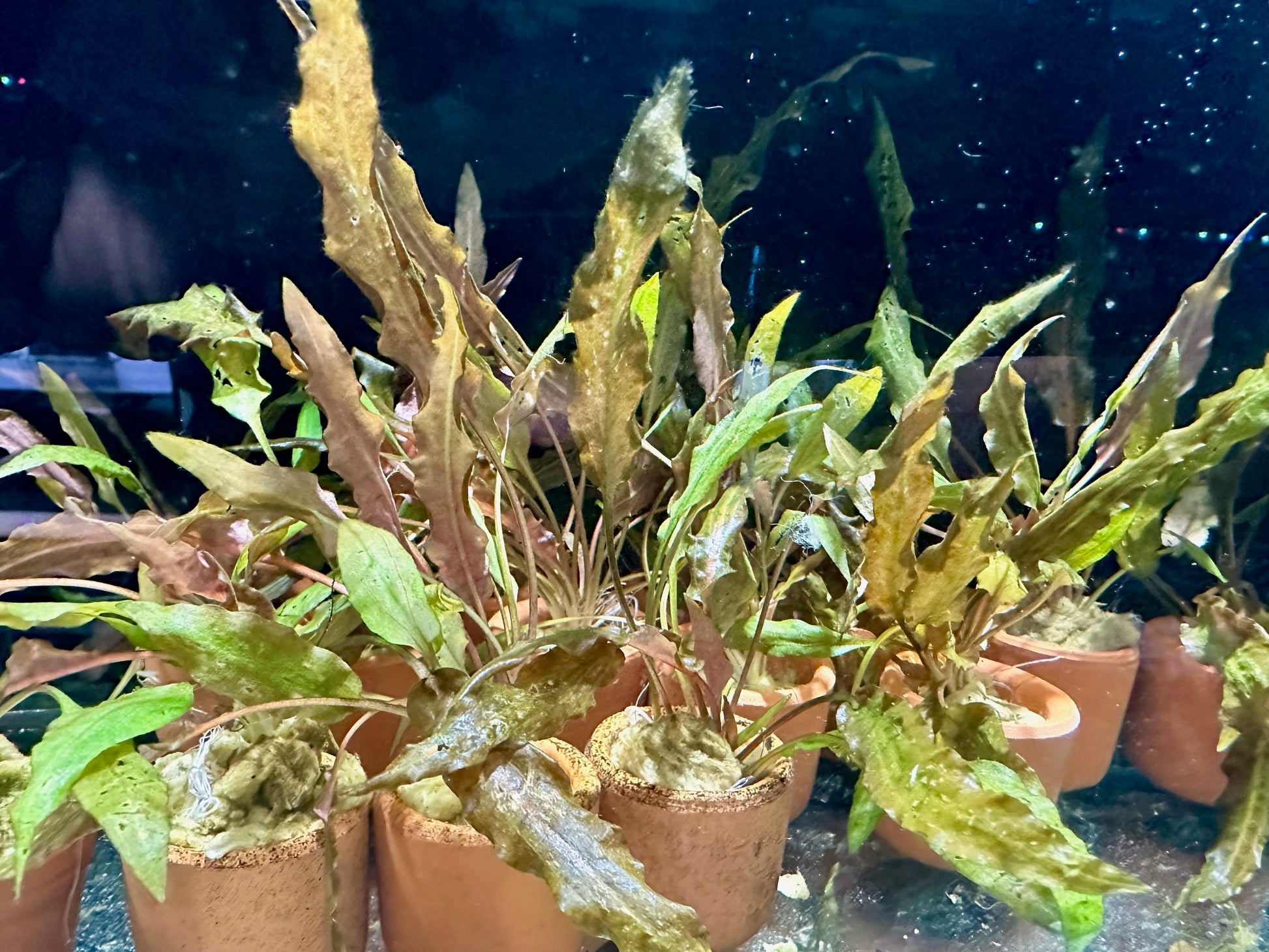 mesh aquarium plant pots Cryptocoryne mioya
