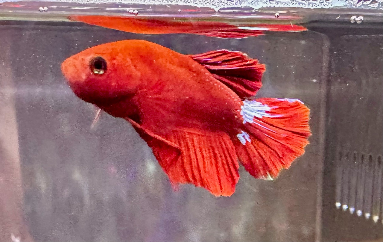 Betta PKHM Hellboy Male – Aquarium Gallery
