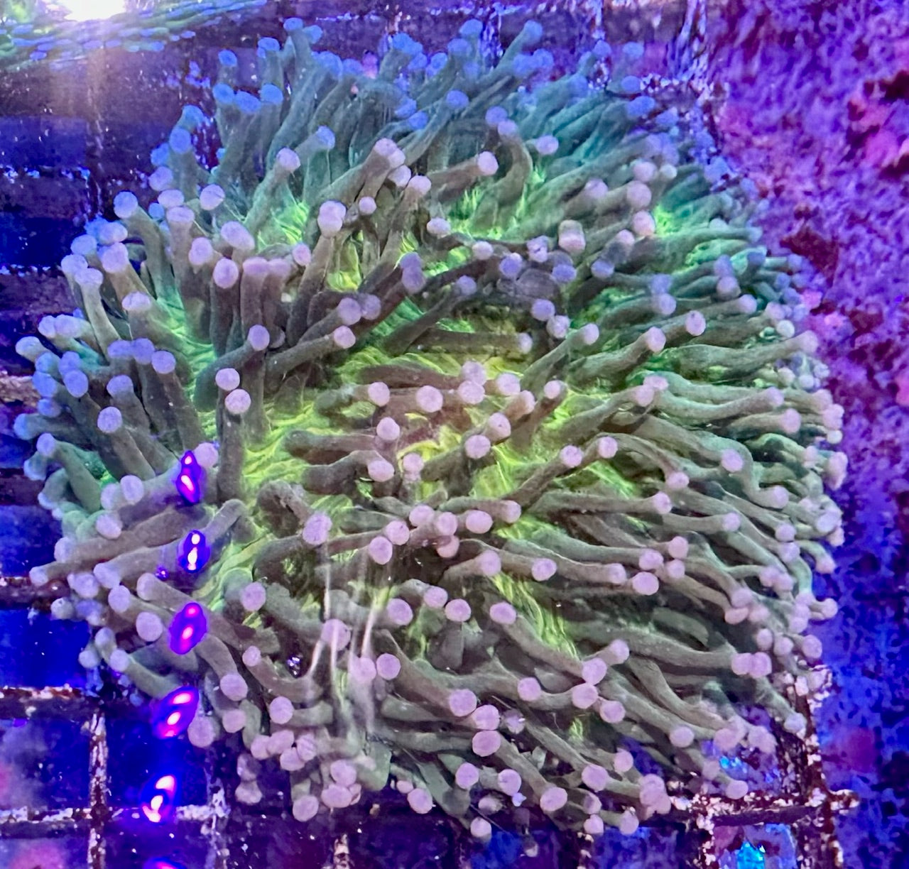 Disk Corals (Fungia/Heliofungia/Herpolitha sp.)