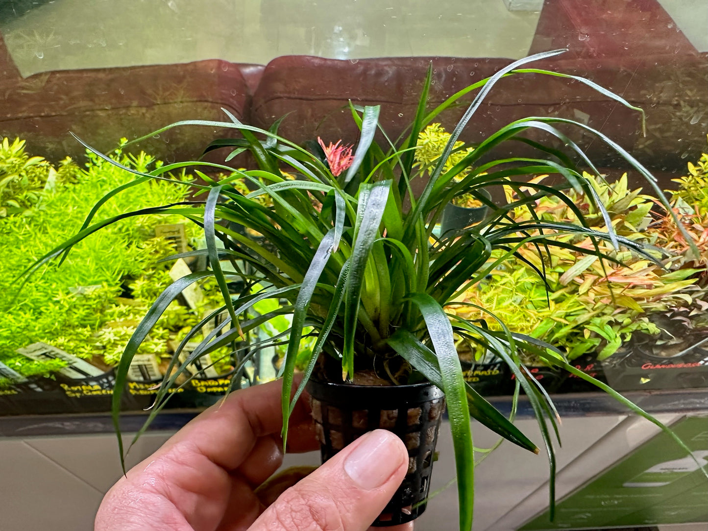 Eriocaulon sp. Vietnam