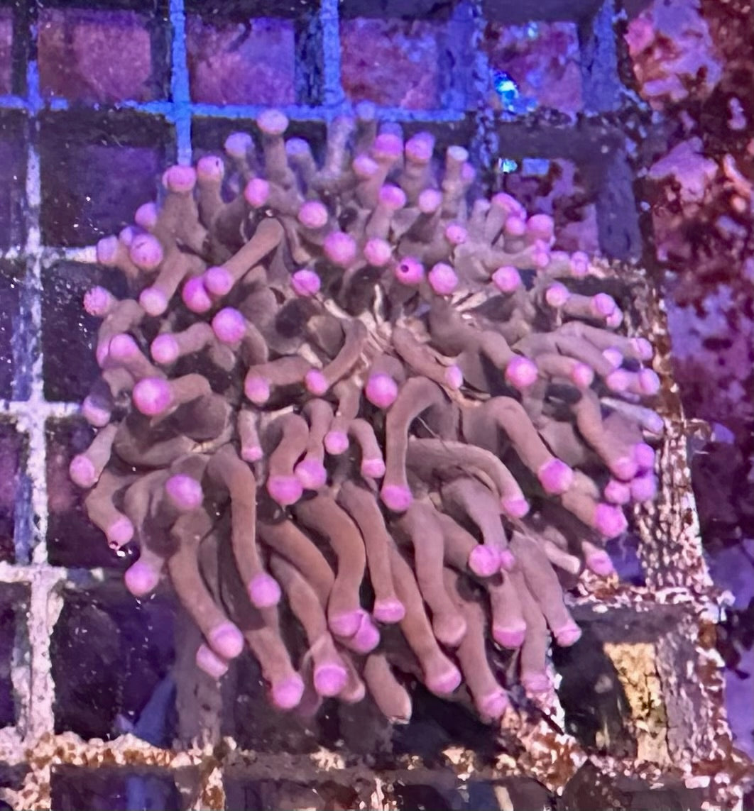 Disk Corals (Fungia/Heliofungia/Herpolitha sp.)