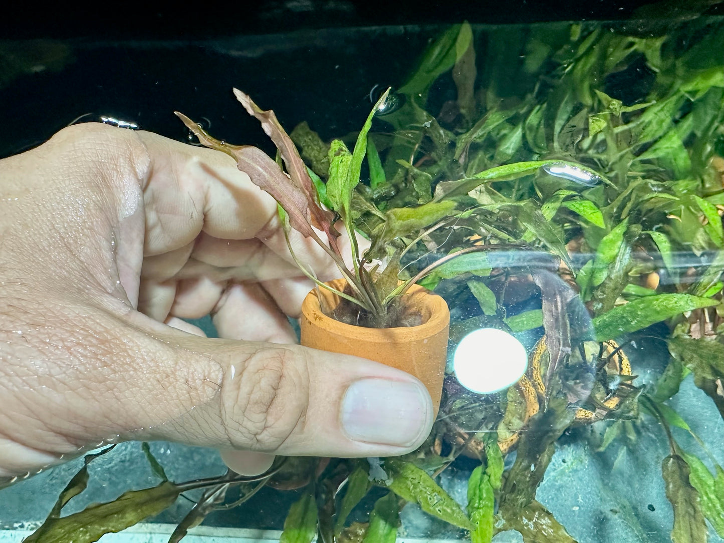 Cryptocoryne mioya - mesh pot
